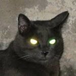 Scary Black Cat